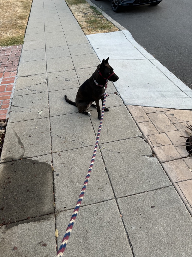 A picture of a black dog named Bowie sitting, taken on July 22 2024 at 6:13 am